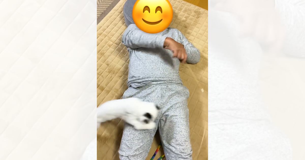 仰向けになったパパ→猫じゃらしを円を描くように振ると…可愛すぎる『遊びの様子』に「なんて最高な遊びｗ」「やばい永遠に見ていられるｗ」と絶賛