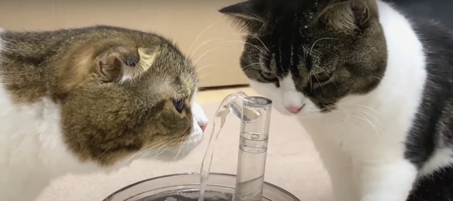 水の観察が好きな猫さんたち♡新しい給水器はいかが？