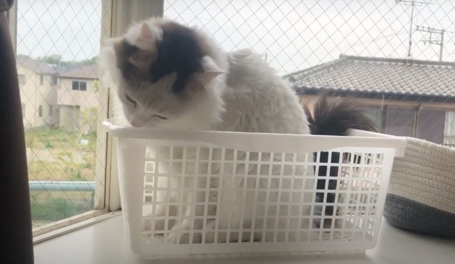 猫ちゃん達に大人気の"かご"なぜかみんな入る！