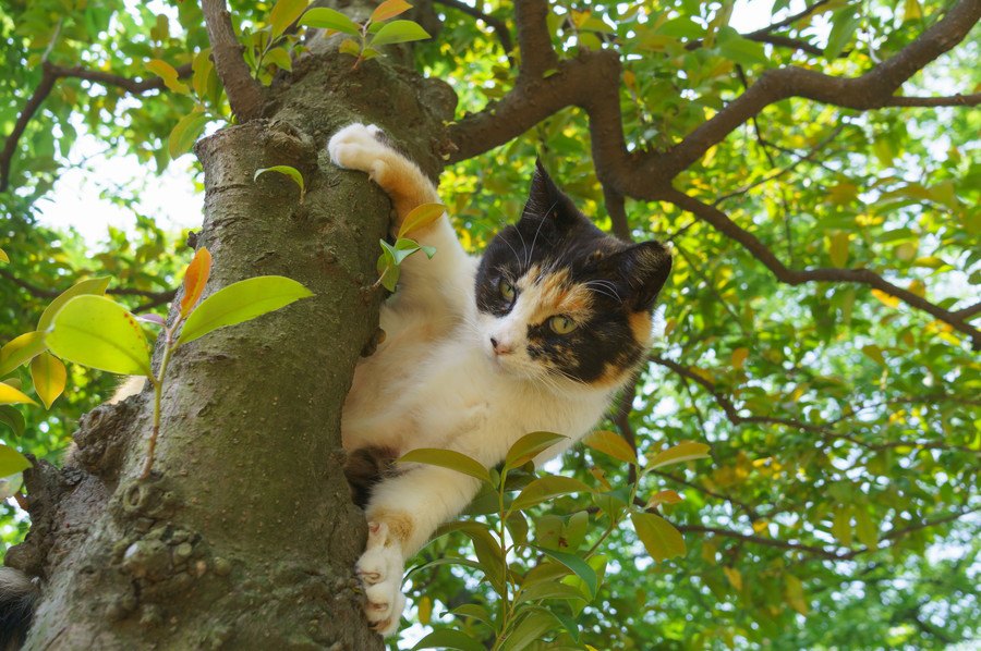 ＜猫と人の共生の為に　地域猫活動を知ってください＞ 殺処分ではなく、人道的に猫を減らす方法が地域猫活動です。