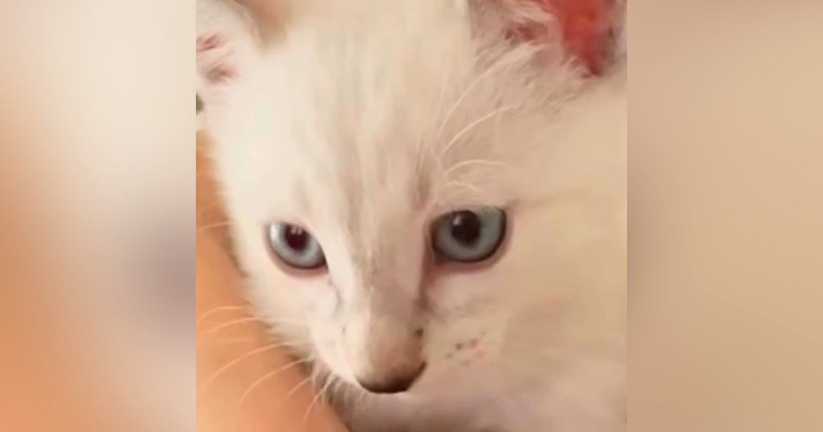 家に来たときは『白かった子猫』→２か月後…同じ猫とは思えない『模様の変化』に「イケニャンになった」「かわいくて綺麗」と絶賛の声