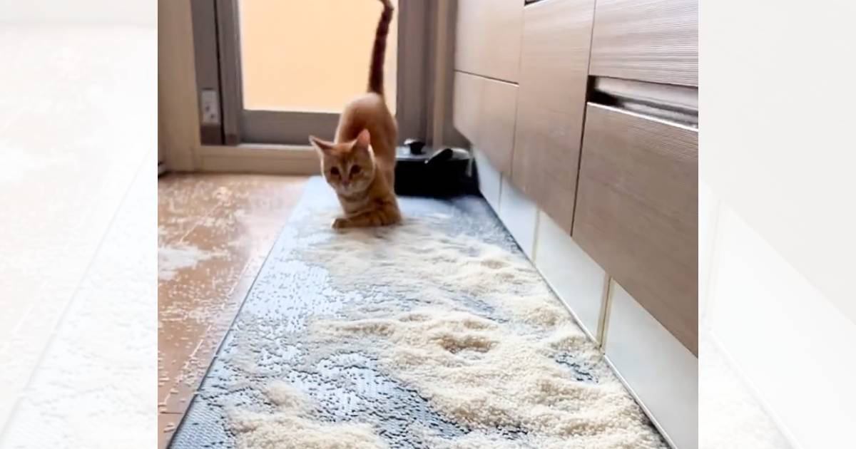 お米の袋をしまい忘れた結果、猫が…絶叫必至の『とんでもない光景』が244万再生「開いた口が塞がらなかった」「思わず叫んだｗ」