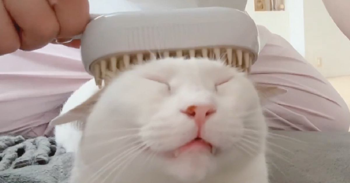 どんなブラシを使っても『極楽顔』になる猫…幸せあふれる表情がたまらないと5万いいね「愛が嬉しいのかもw」「可愛すぎて泣きそう」