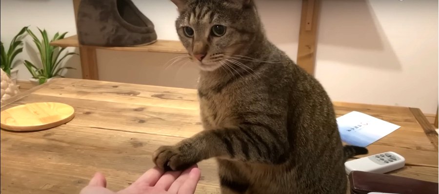 煮干し待ち！しぶしぶ披露する猫ちゃんの“お手”