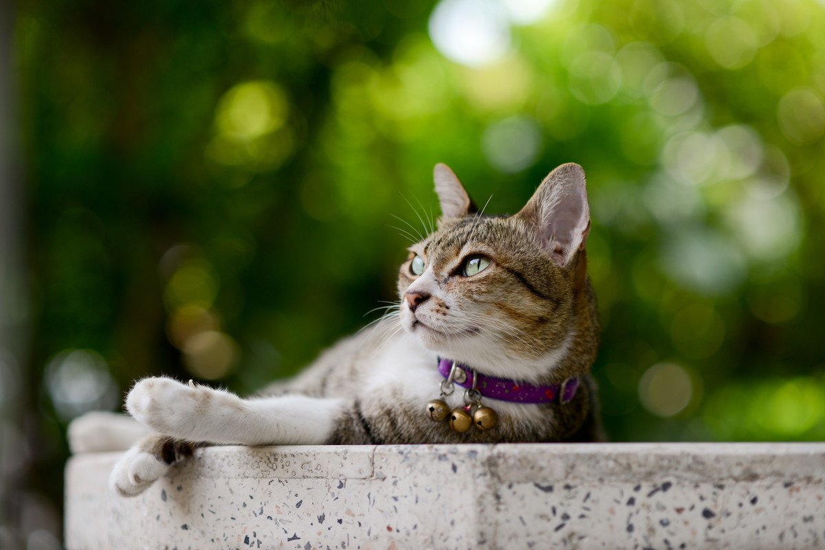 猫の『首輪に鈴』をつけたいなら…考えるべきメリット・デメリットと注意点