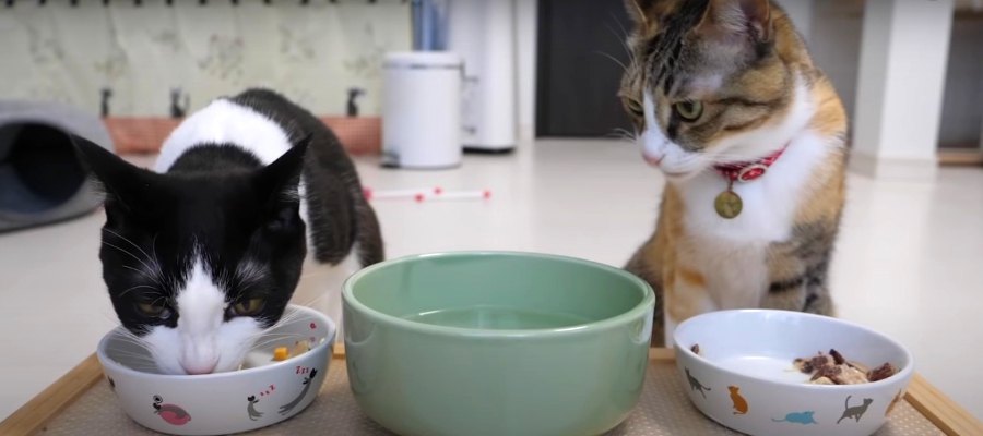 誕生日のお祝いに鹿肉をご馳走♪ペロリと完食する猫ちゃん