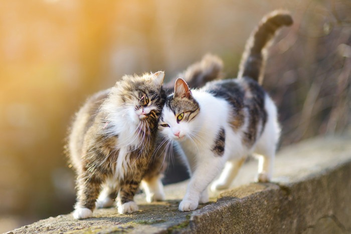 猫を多頭飼いをすると良い点と気をつけるべき点