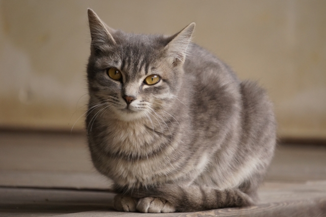 猫の冬毛の役割とは？夏毛との変化を見比べてみよう