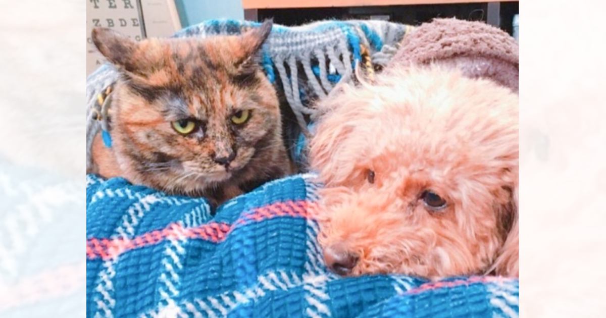 犬のことをガン見する1歳の猫→『7年後の2匹の様子』を見てみると…まさかのビフォーアフターに2万いいね「情熱的な視線」「めっちゃ見てるｗ」