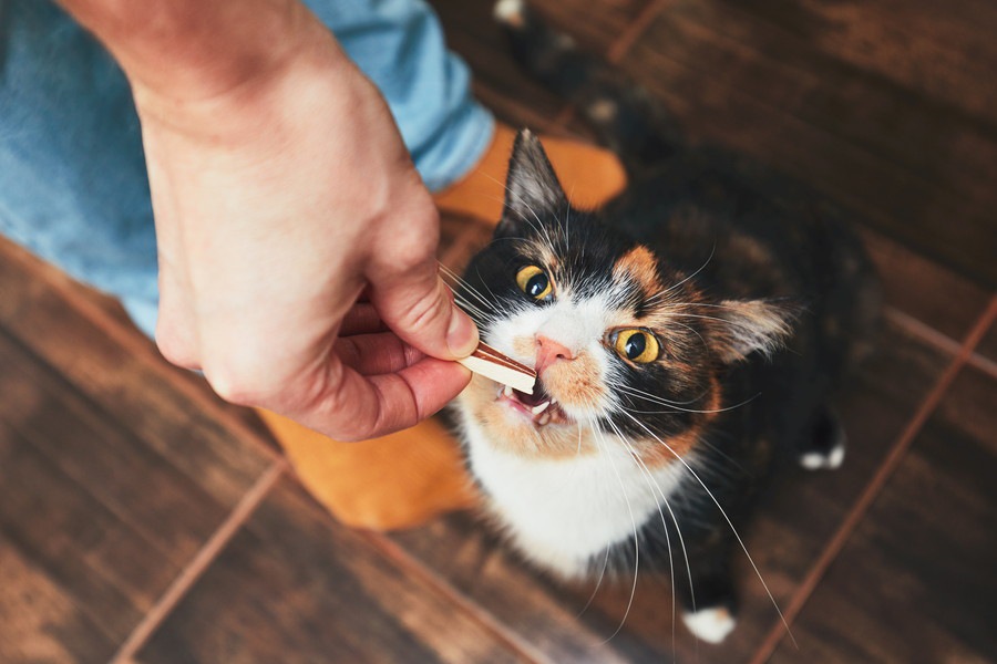 猫が美味しそう！と思う食べ物の特徴