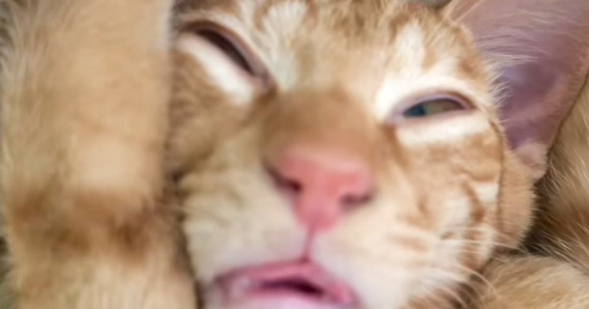 「変顔すぎて心配になるｗ」気持ちよさそうに爆睡する『猫の顔』を見ると…まさかの光景に爆笑する人が続出「なんちゅー顔ｗ」「何回みても笑う」
