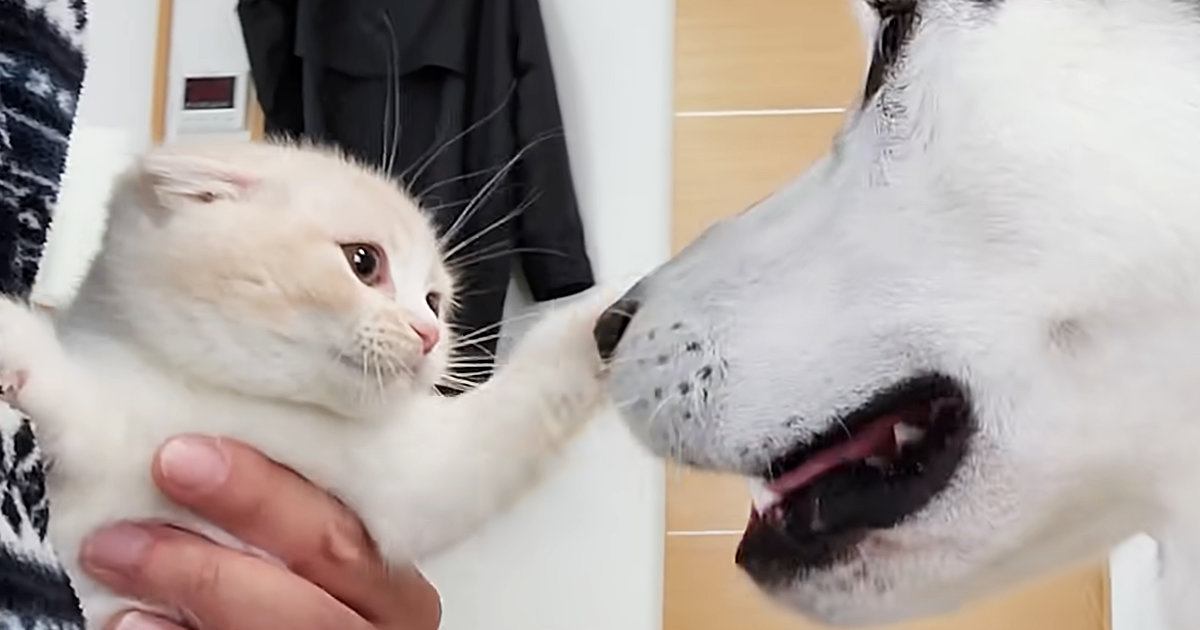 子猫を迎えて5年、優しい先住犬たちに育てられた結果…尊すぎる『成長記録』が21万再生「愛情に感動した」「涙が出るほど可愛い」