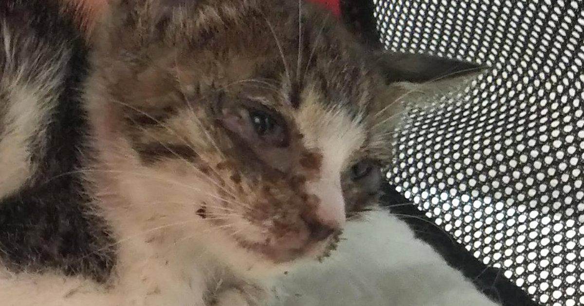 呼吸をするのも『ギリギリの状態だった子猫』を保護した結果…立派に成長した『６年後の光景』に感動「ほんとうに良かったね」「愛情の賜物」
