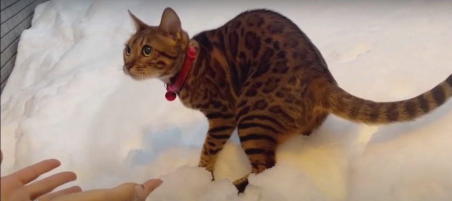 足が雪にスポッ！興味津々で歩く猫ちゃんが激カワ