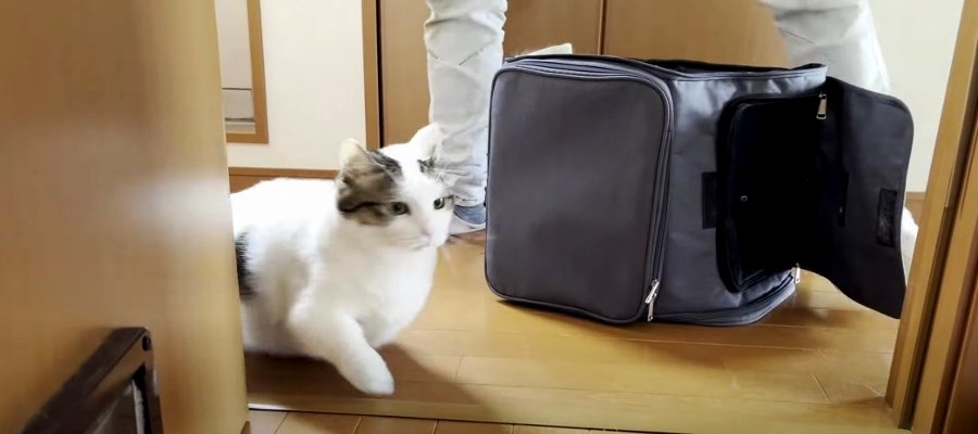 『行きたくないですにゃ…』病院行きを察知して逃げまくる猫ちゃん