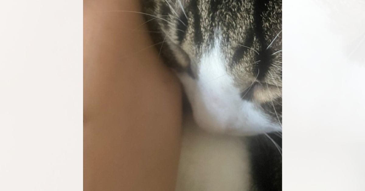 夜抜け出して海にでも行ってきた…？ふと猫の体を見た結果→『まさかのモノ』が取れた光景に5万いいね「えええ〜」「長年の疑問が解けた」