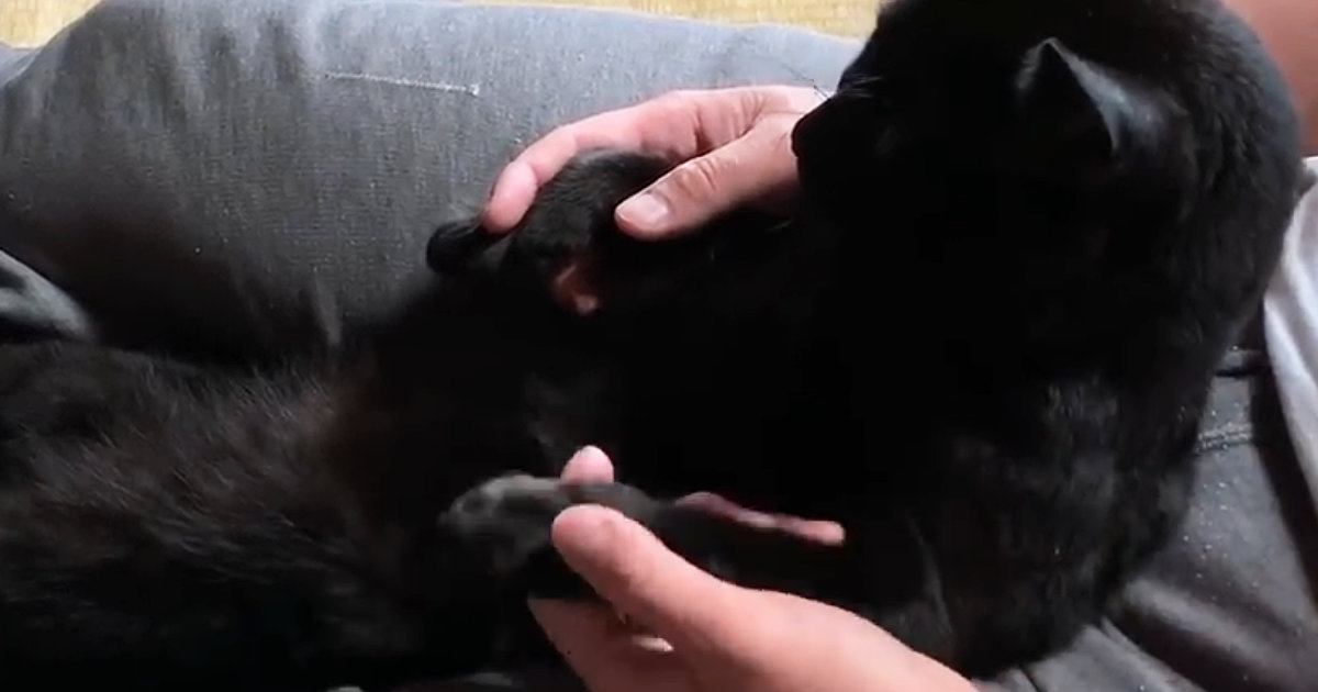 パパの足の間に座り『肉球マッサージ』を受ける黒猫→しばらくすると…尊すぎる光景が19万再生「赤ちゃんみたい」「ニヤニヤが止まらん」