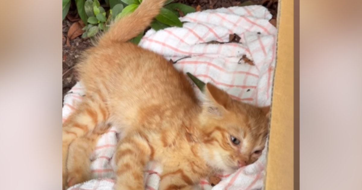 公園で『動けなくなっていた猫』→保護されて『優しい先住犬』と出会った結果…523万再生された光景に「めっちゃ涙出た」「優しさに泣ける」