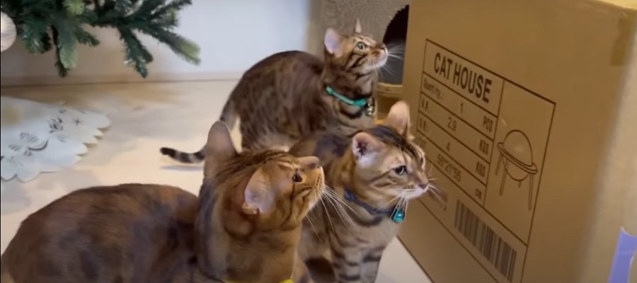 キャットハウスの組み立てを見守る猫ちゃんたち！