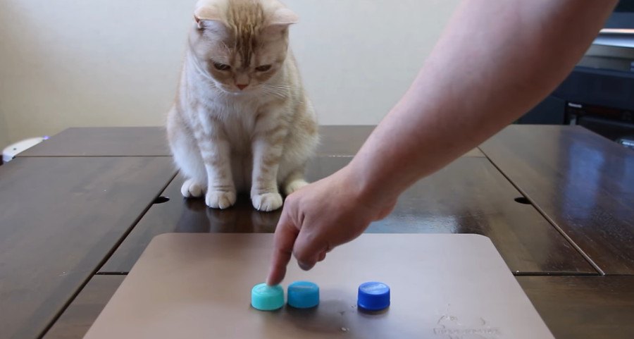 ペットボトルのキャップでシャッフルゲーム！猫ちゃんは当てられるかな？