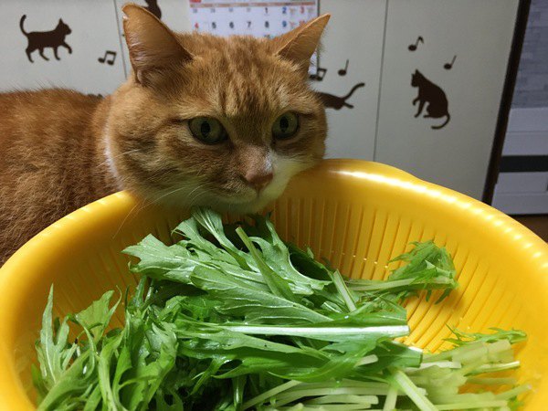 猫が人間の食べ物を欲しがる理由３つ