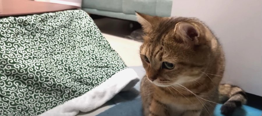 猫ちゃん専用、お手製こたつ♡気に入ってくれるかな？