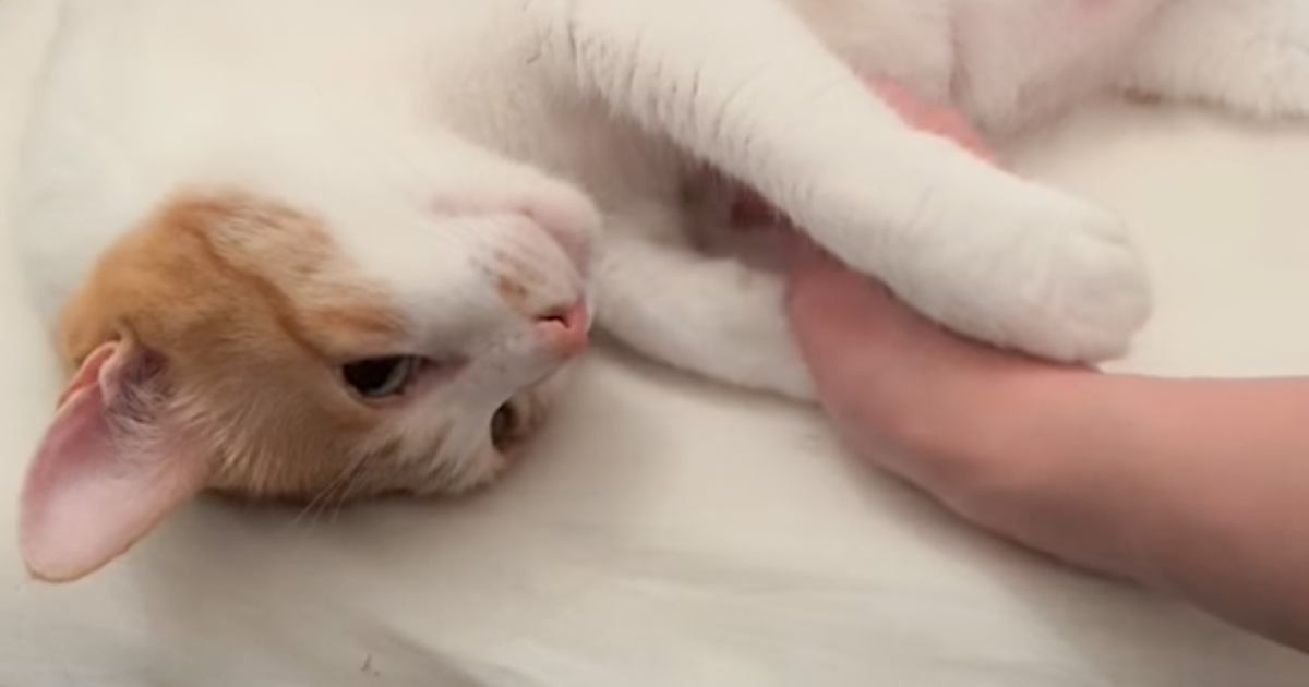 兄猫のことを可愛がっていたら…次の瞬間→後ろから見ていた妹猫の『可愛すぎる行動』が50万再生「お兄ちゃんだけずるいー」「人も動物も同じ」