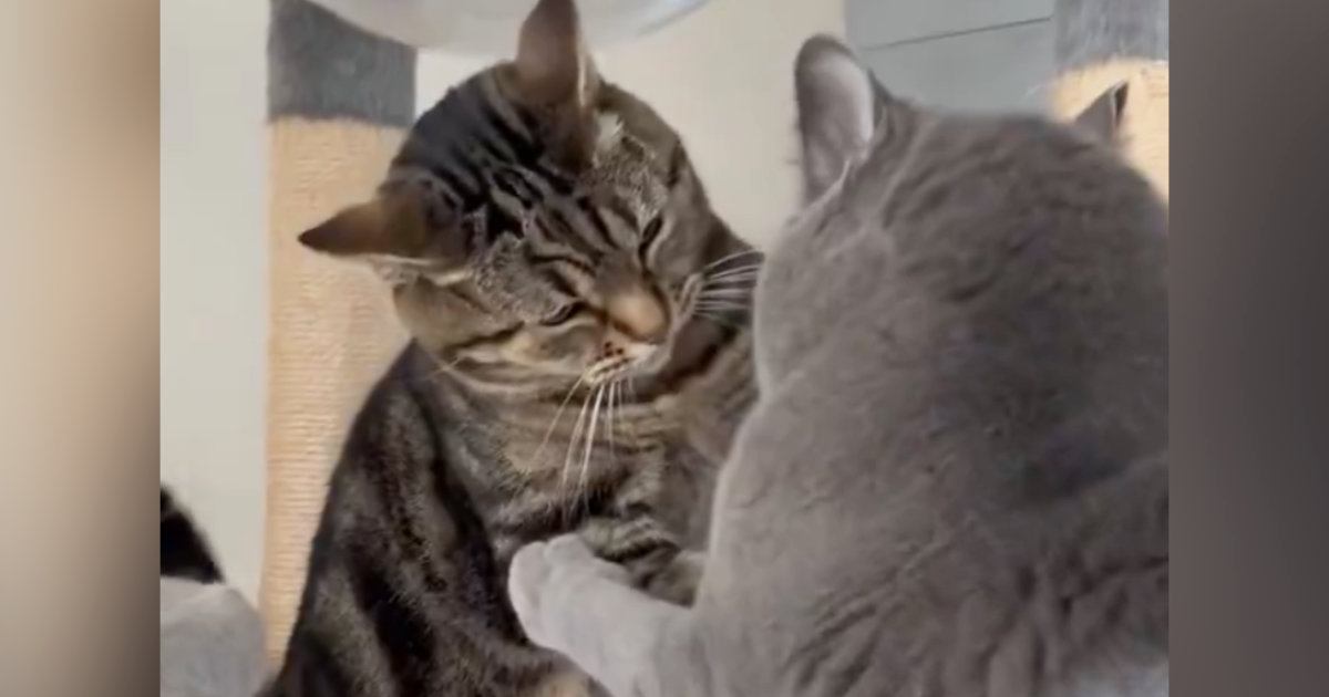 先輩猫から『にゃんプロ』を仕掛けられた後輩猫→近くにいた飼い主さんに…『可愛すぎる行動』に反響「本当に訴えてるｗ」「控え目なサインｗ」