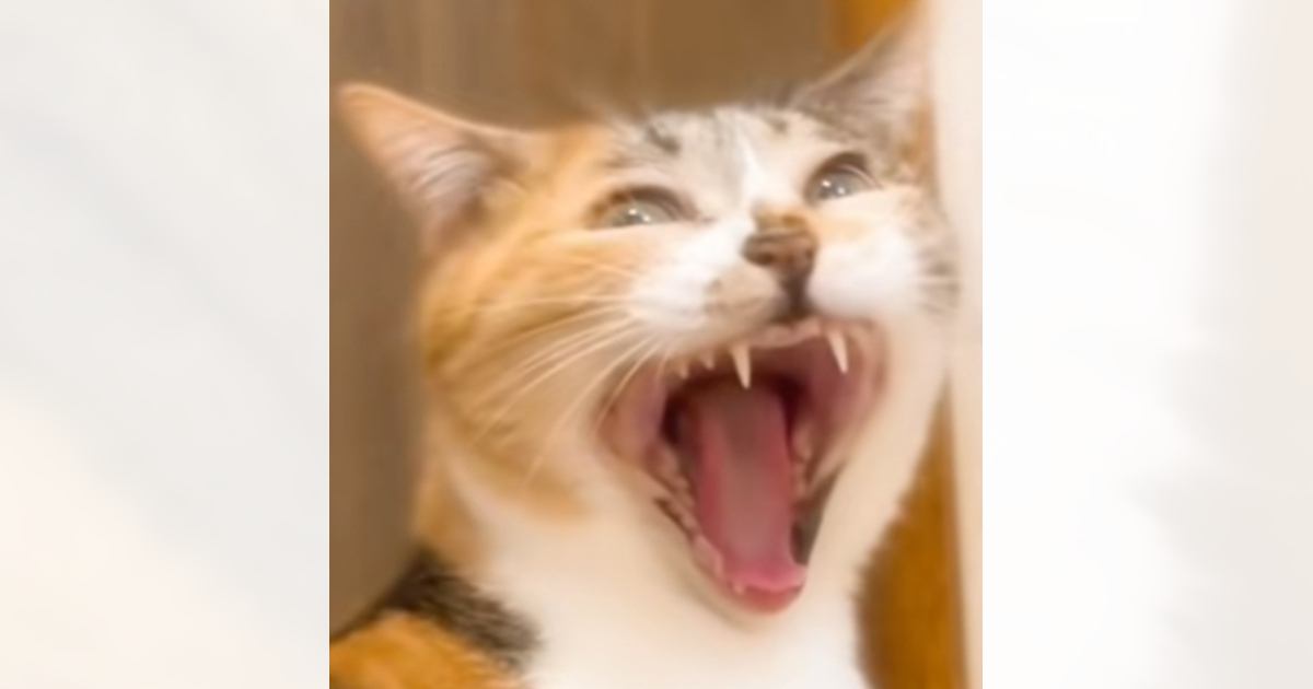 大きなあくびをしている猫を撮っていたら、一瞬で……予想外の『変化』に爆笑する人が続出「切り替えが早いｗ」「思った以上に一瞬だったｗ」