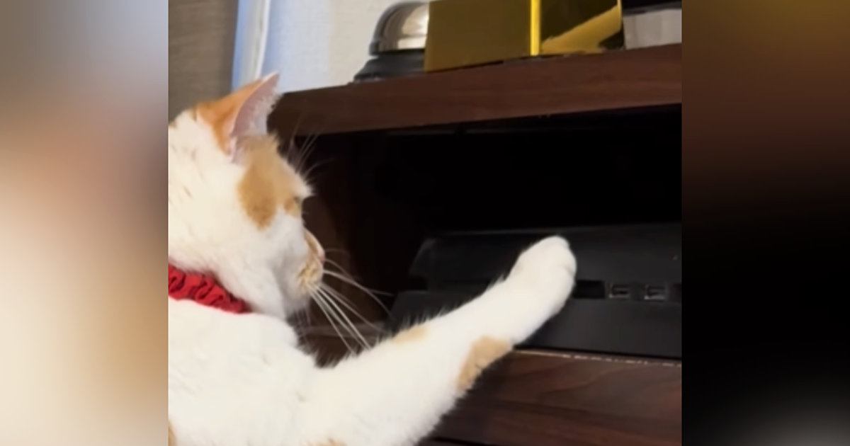 猫がゲーム機と戦い始めて５年…いつも通り『ボタンを押した』次の瞬間→まさかの展開に爆笑「ちょっと甘噛みｗ」「お腹いたいｗ」と30万再生