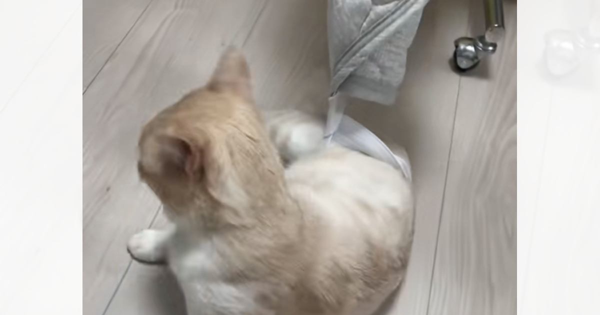ゴムに引っかかってしまった猫→歩き出したかと思ったら…思わぬハプニングが66万再生「ンニャッが可愛すぎる」「気付いたら永遠に見てたｗ」