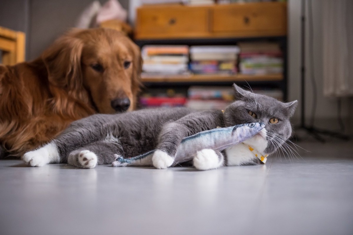 猫用と犬用のオモチャの違い３つ