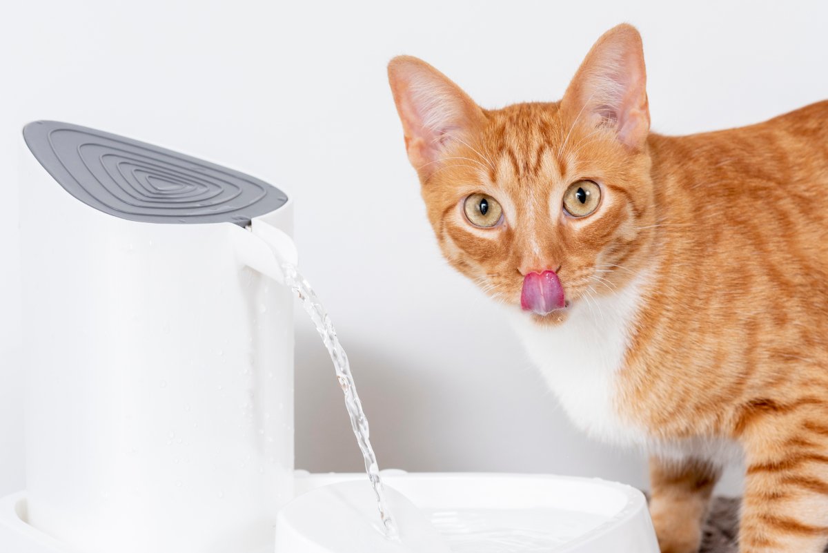 猫に決して飲ませてはならない『水』4選　起こりうるトラブルや注意点を解説