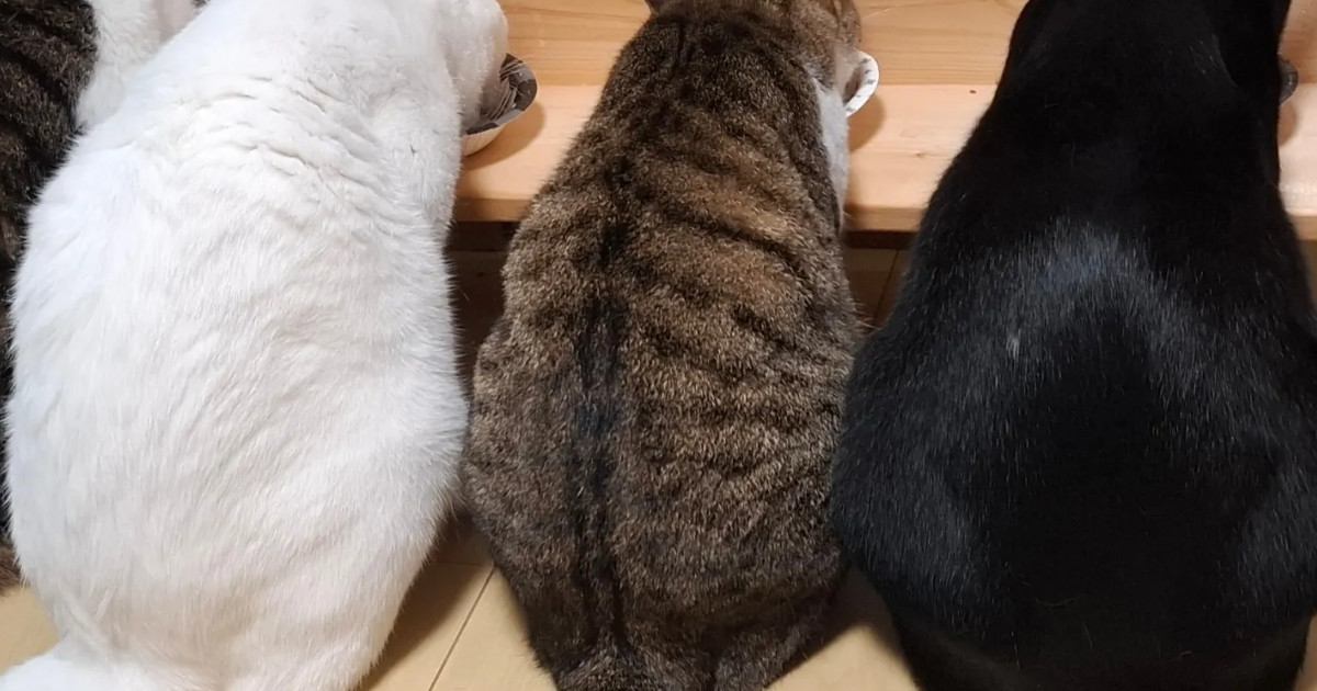 ごはんを食べる4匹の猫→『しっぽ』に注目すると…まさかの光景に「すごい！2度見しちゃったｗ」「初めて見た」と驚きの声続出