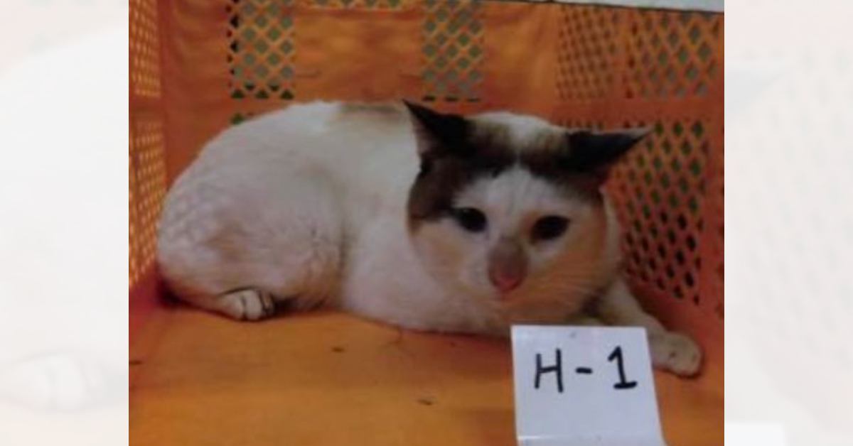 人を警戒している雰囲気のあった元保護猫が、現在……思わず笑顔になる『心温まるビフォーアフター』が24万表示「元気をもらった」と反響
