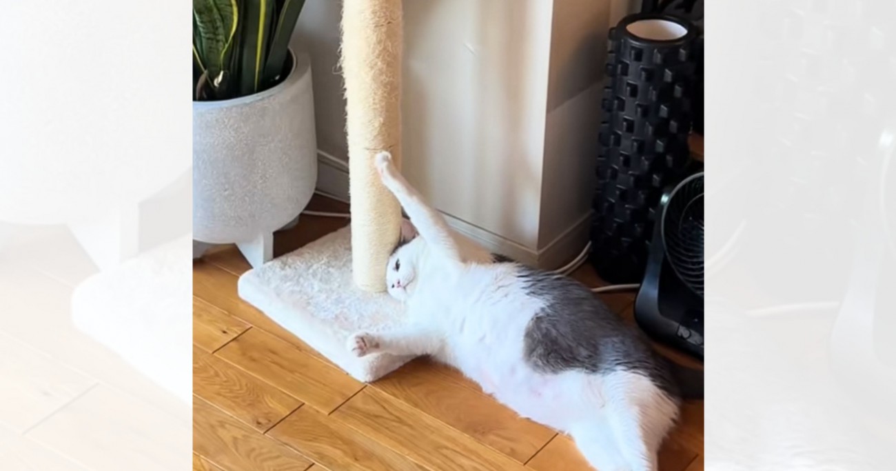 『爪が引っかかった猫』を見ていたら…思わず爆笑の『まさかすぎる行動』が95万再生「愛おしすぎるｗｗｗ」「誰か助けてくれてるやろ感」
