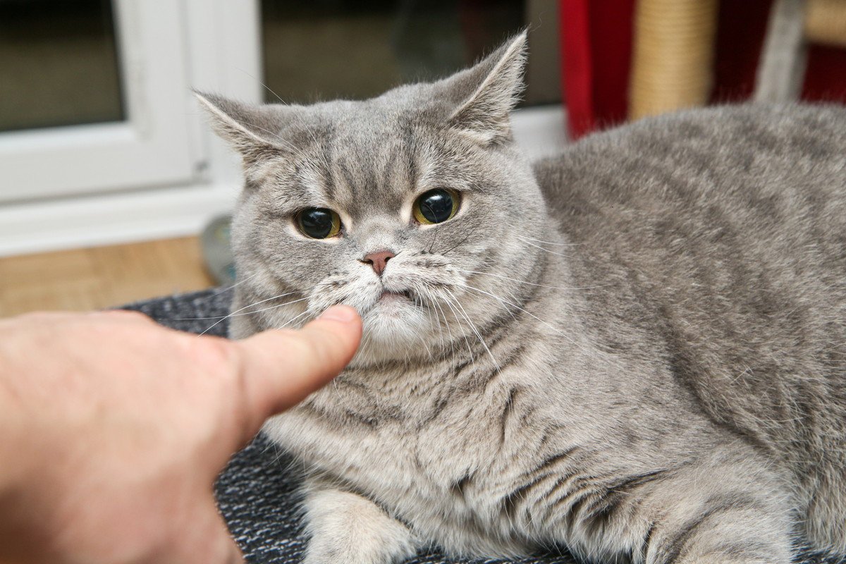 猫から「忘れられがちな人」の特徴3選　ちゃんと愛猫に認識してもらうための工夫も