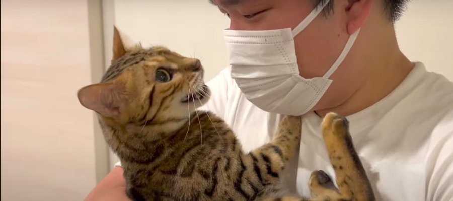 ワンちゃんの匂いがついた飼い主さんに猫ちゃんが激怒！？