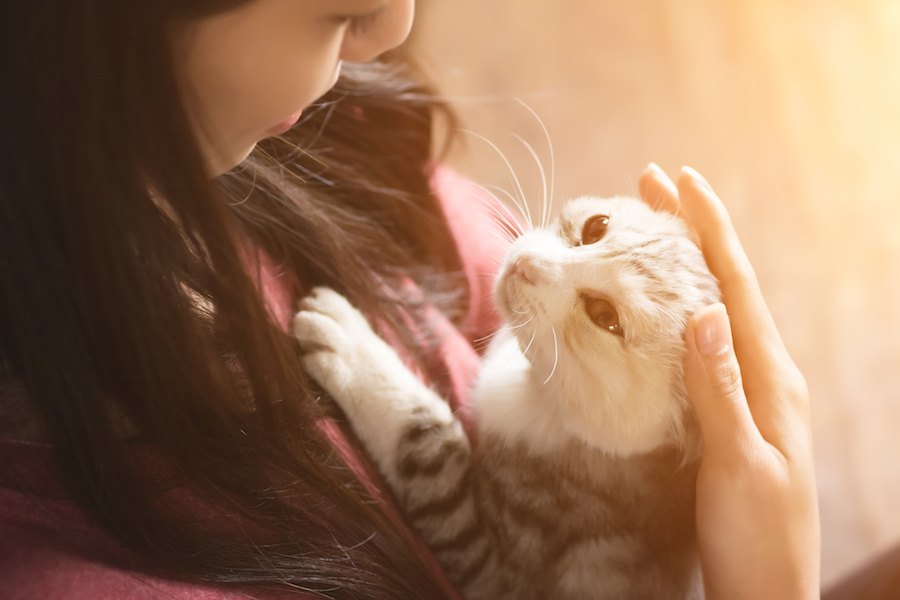 ダレノガレ明美さんも猫好き芸能人！名前やエピソード