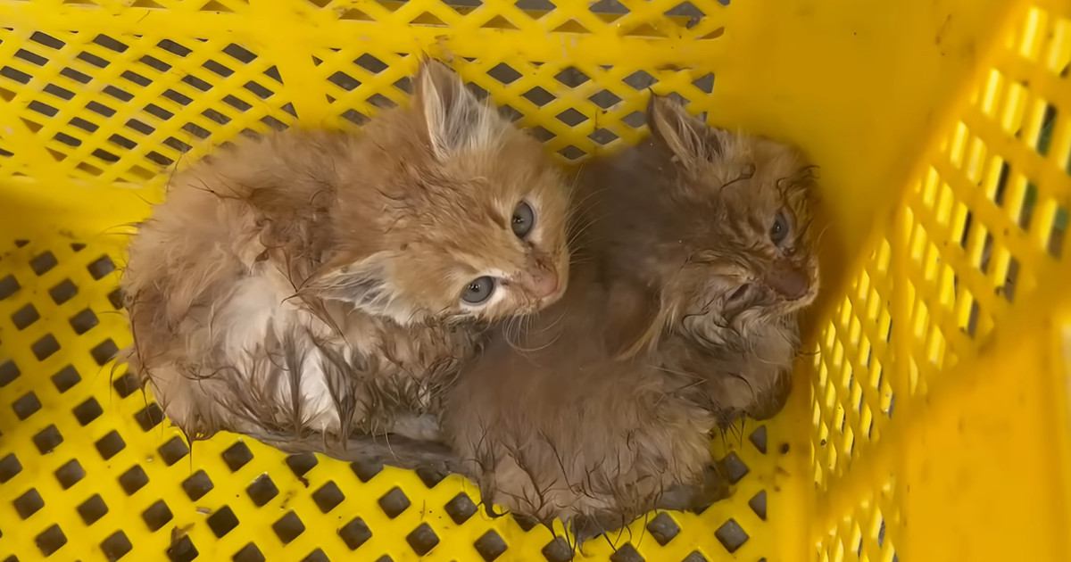 川に落ちたところを救助された『兄弟の子猫』→引き取った結果…『泣ける話』が106万再生「愛情深さに感動」「救ってくれてありがとう」