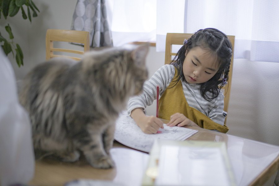 かわいい猫の塗り絵をご紹介！大人も楽しめる商品まで