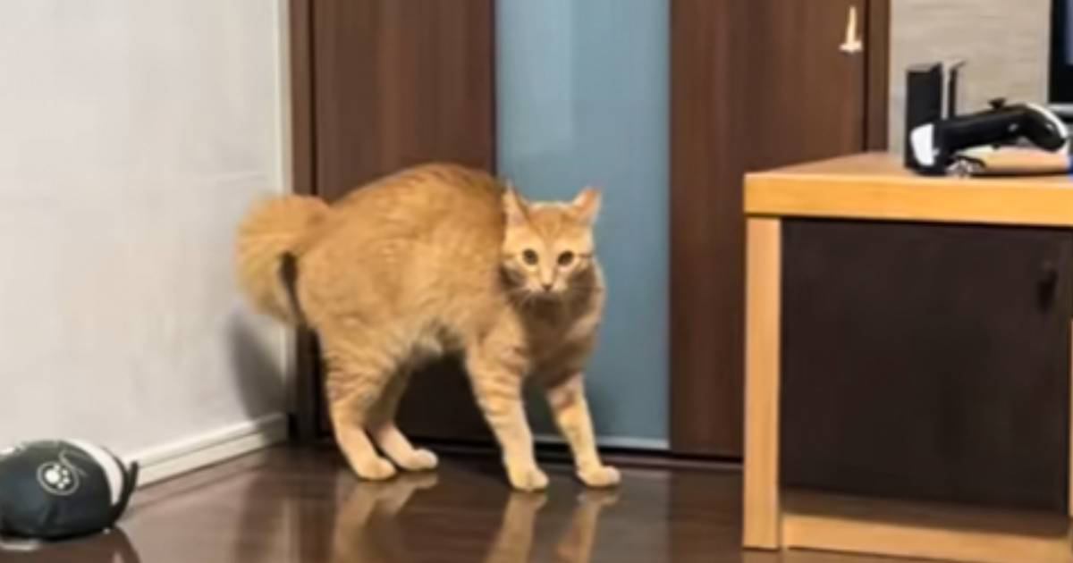 「なんか憑依してる？ｗ」毎日23時を過ぎると、『甘えん坊な猫』が…嘘みたいな"変化の様子"が笑えると59万再生「日課になってて爆笑」