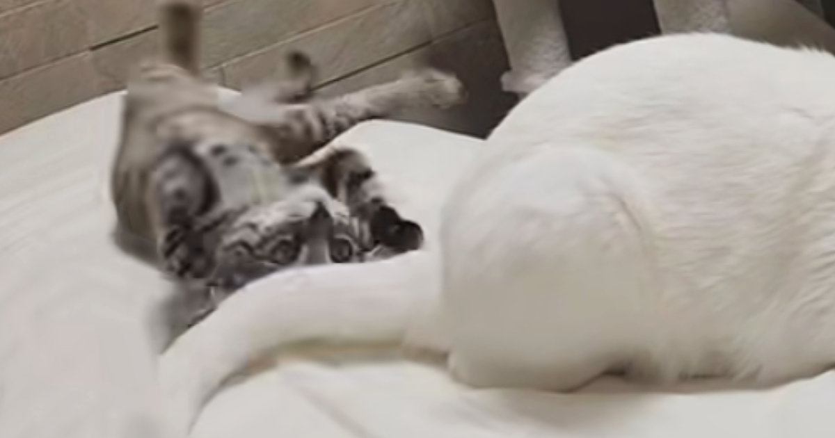 朝起きたら目の前で『子猫とお姉さん猫』が……『幸せいっぱいな光景』が癒されると28万再生「ニコニコで仕事いけるね」「朝から素敵」