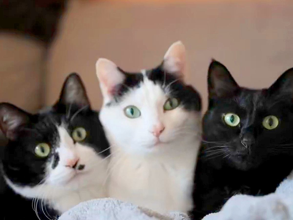 “普段はくっつかない”３匹の白黒猫が…あまりにも尊い『まるでケルベロスのような様子』が20万表示「すんげ可愛い」「ぎゅうぎゅう」