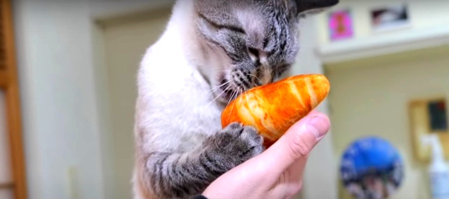 クロワッサンを食べていたら…猫ちゃんに奪われた？！