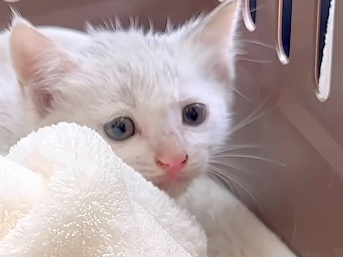 雨の降る夜に、ゴミ捨て場で鳴いていた『白色の子猫』…保護されてから『半年間の記録』に感動「良かったなぁ」「泣いちゃった」と12万再生