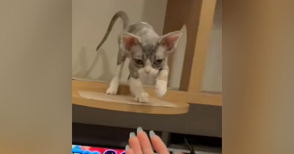 高いところで鳴いていた子猫→『下りたいのかな』と近づいてみたら…予想外の『可愛すぎる行動』が51万再生「赤ちゃん」「甘やかしちゃうね」
