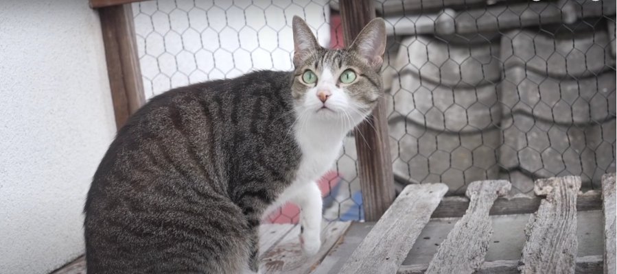 いつまでも眺めていたい♡高所を満喫している猫さんの横顔