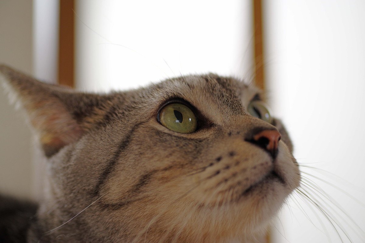 猫の耳が『イカ耳』になったときの心理4つ　イライラしているの？適切な接し方も解説