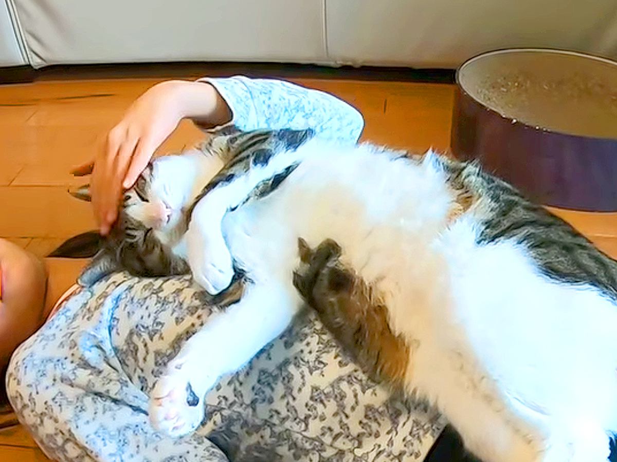 仰向けで床に寝ている女の子→ネコがお腹の上に乗ってきて…完全に『野生を捨てている光景』に「信頼してるよね」「気持ちよさそう」と反響